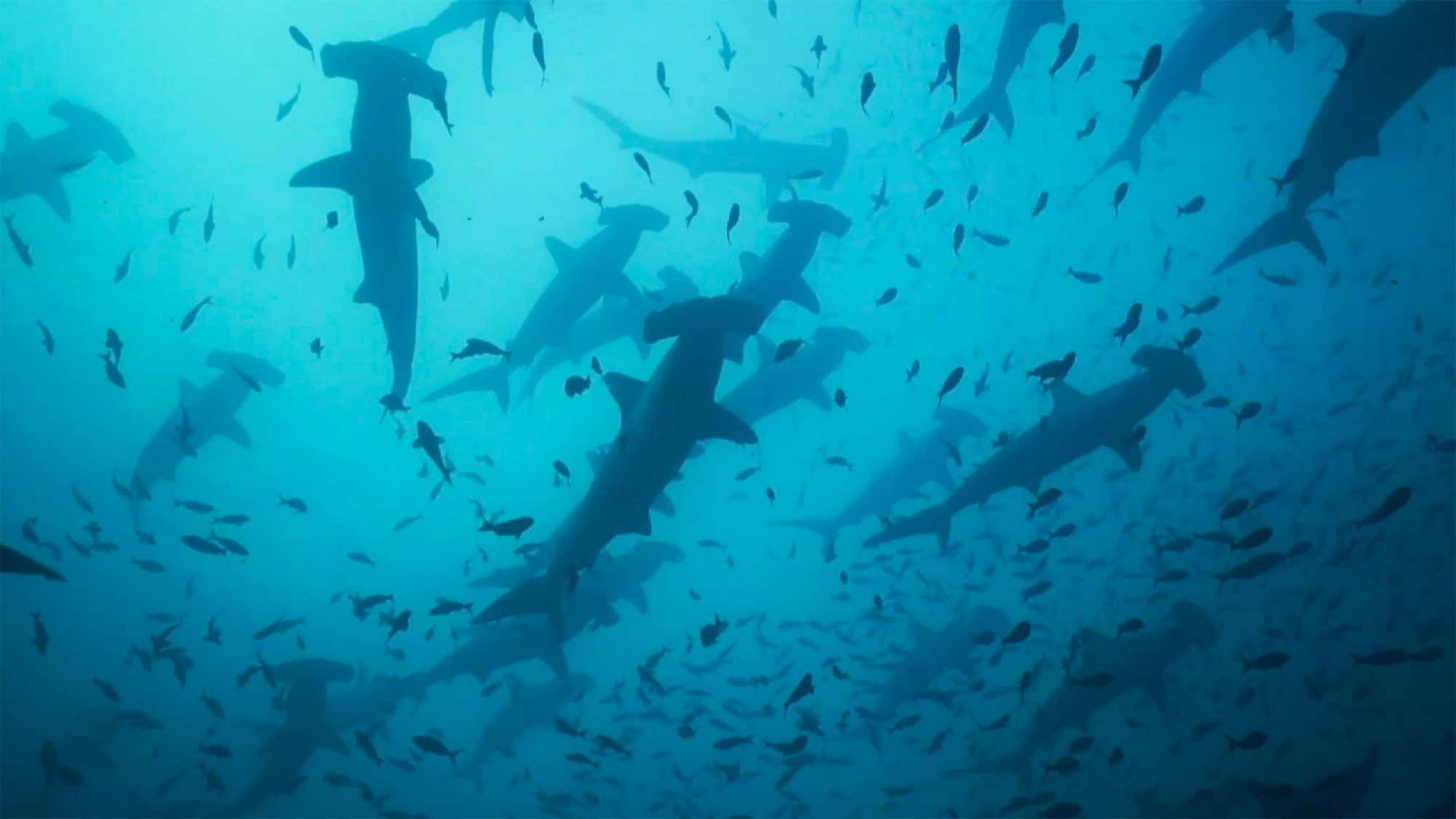 Migrations: The Big Swim 2020 movie scene