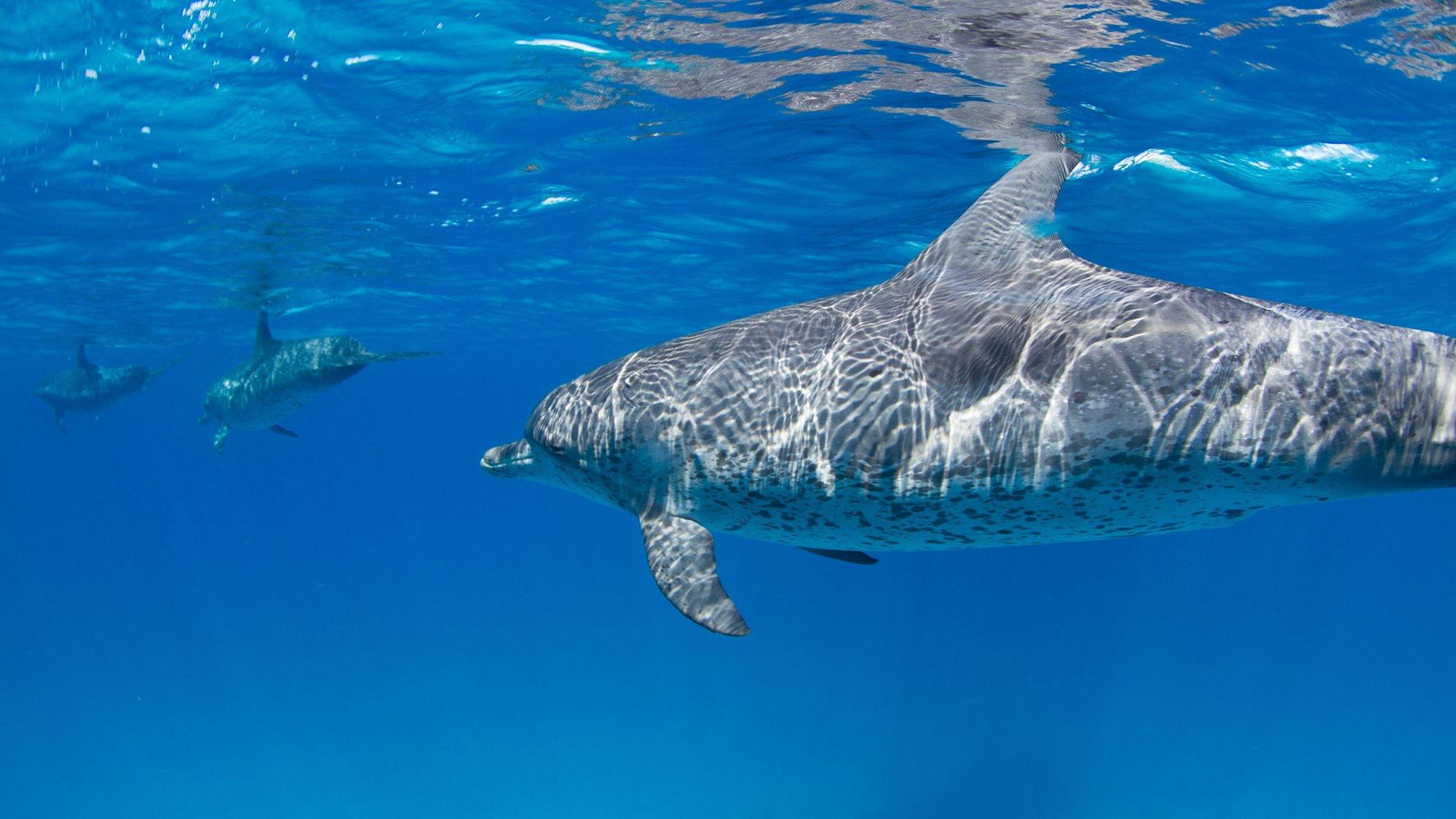 Sharks Vs. Dolphins: Face Off 2016 movie scene