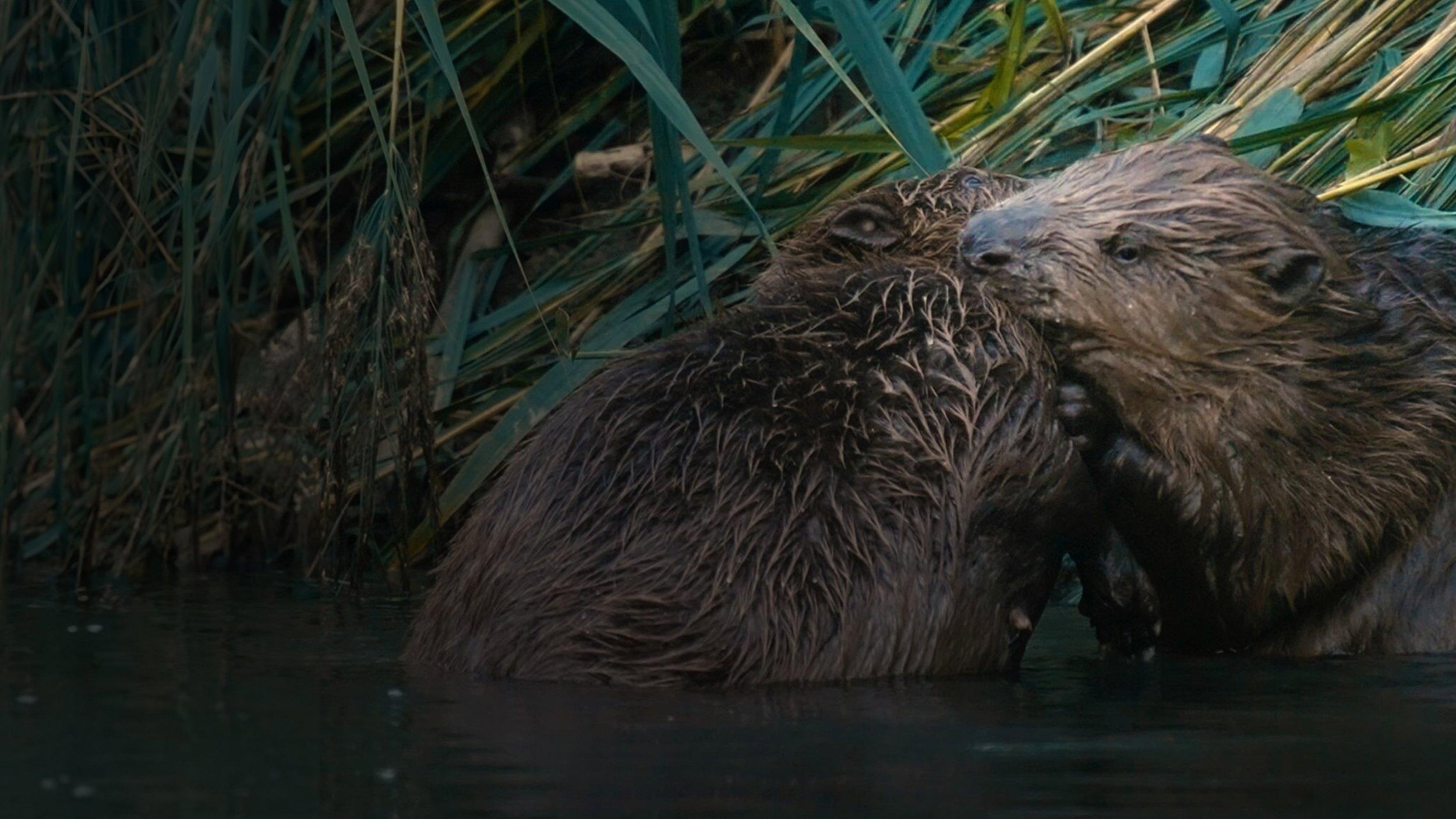 Castor, la force de la nature 2023 movie scene