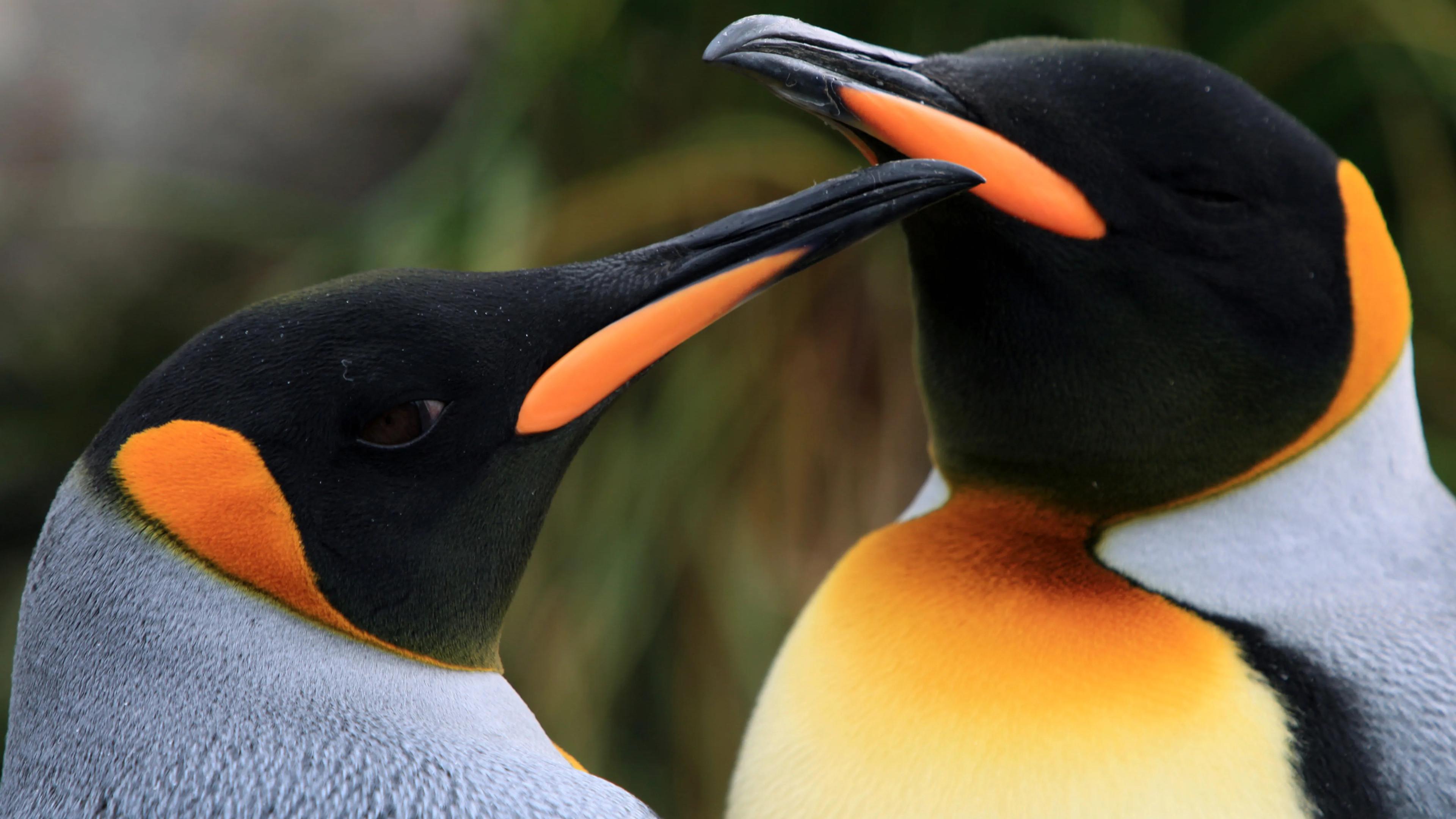 The Penguin King 2012 movie scene