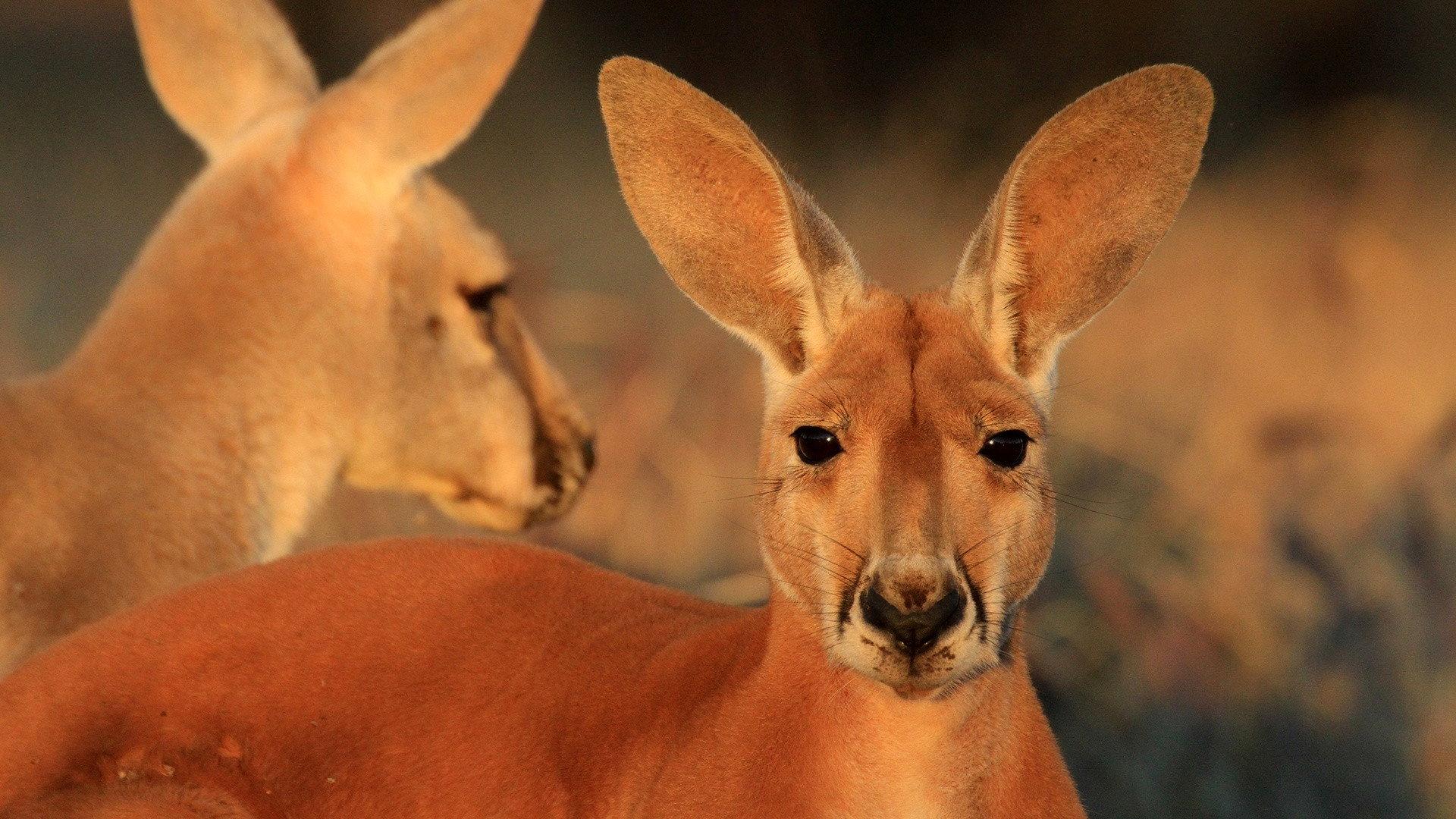 The Kangaroo King 2015 movie scene