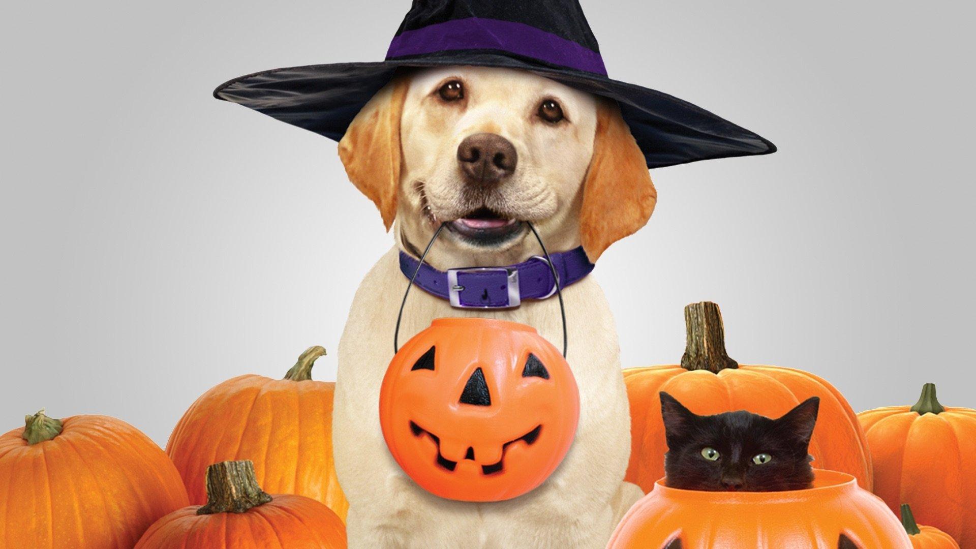 The Dog Who Saved Halloween 2011 movie scene
