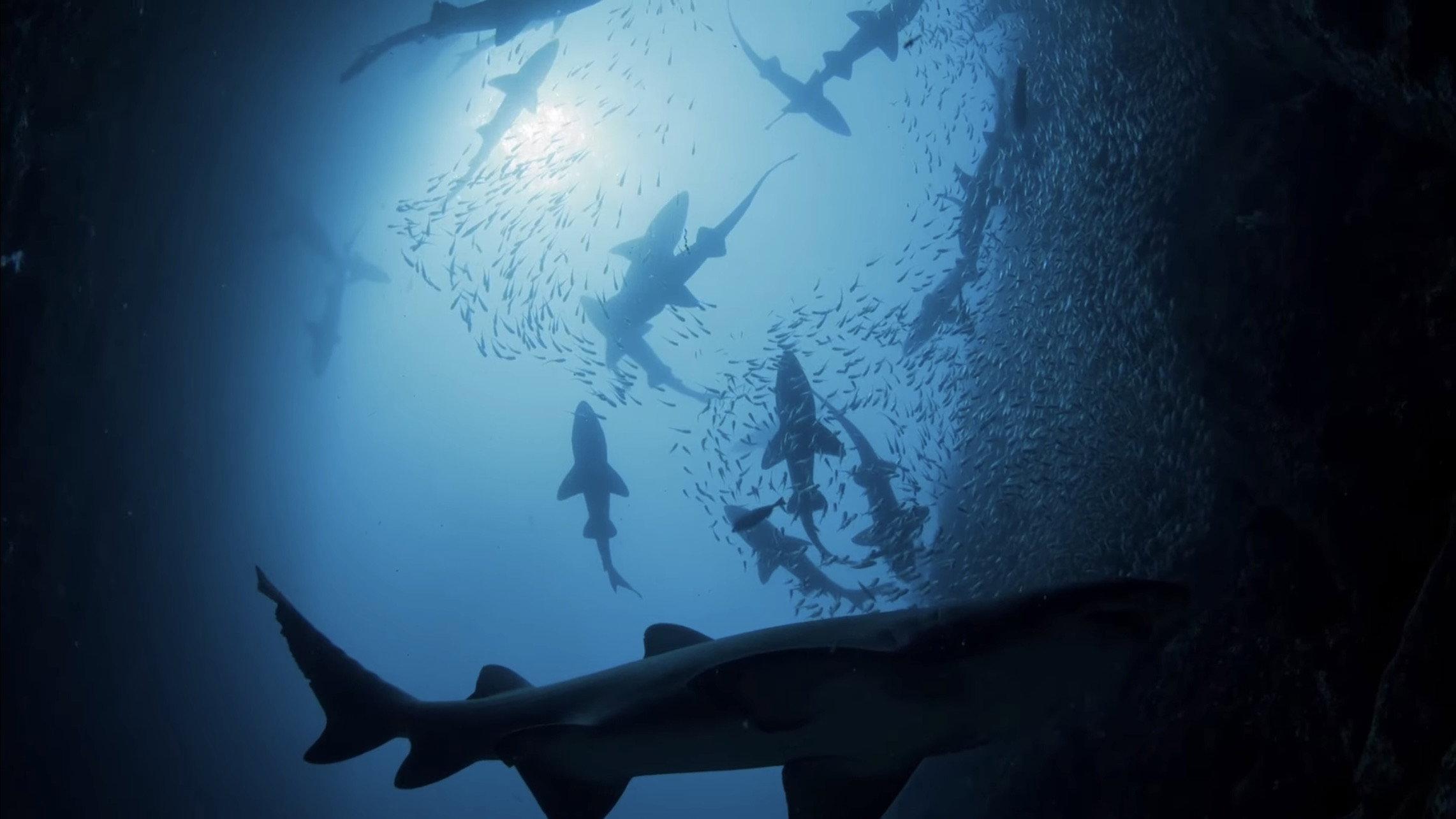 Shark Kingdom 2025 movie scene
