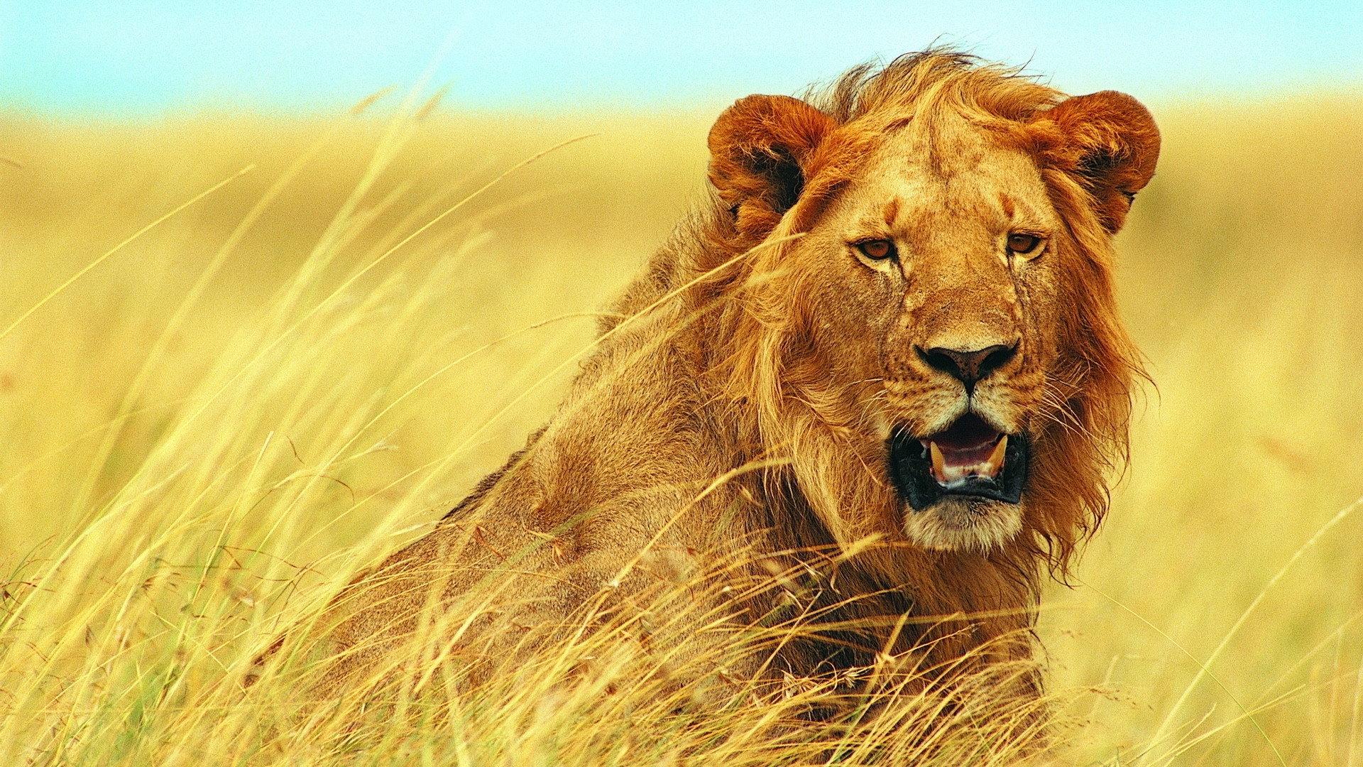Walking with Lions 2004 movie scene