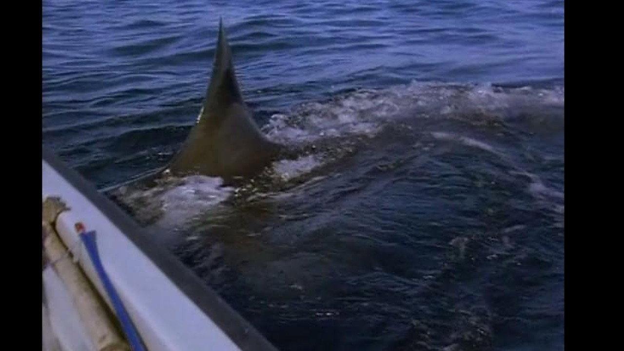 Great White Shark - The Silent Stalker 1995 movie scene