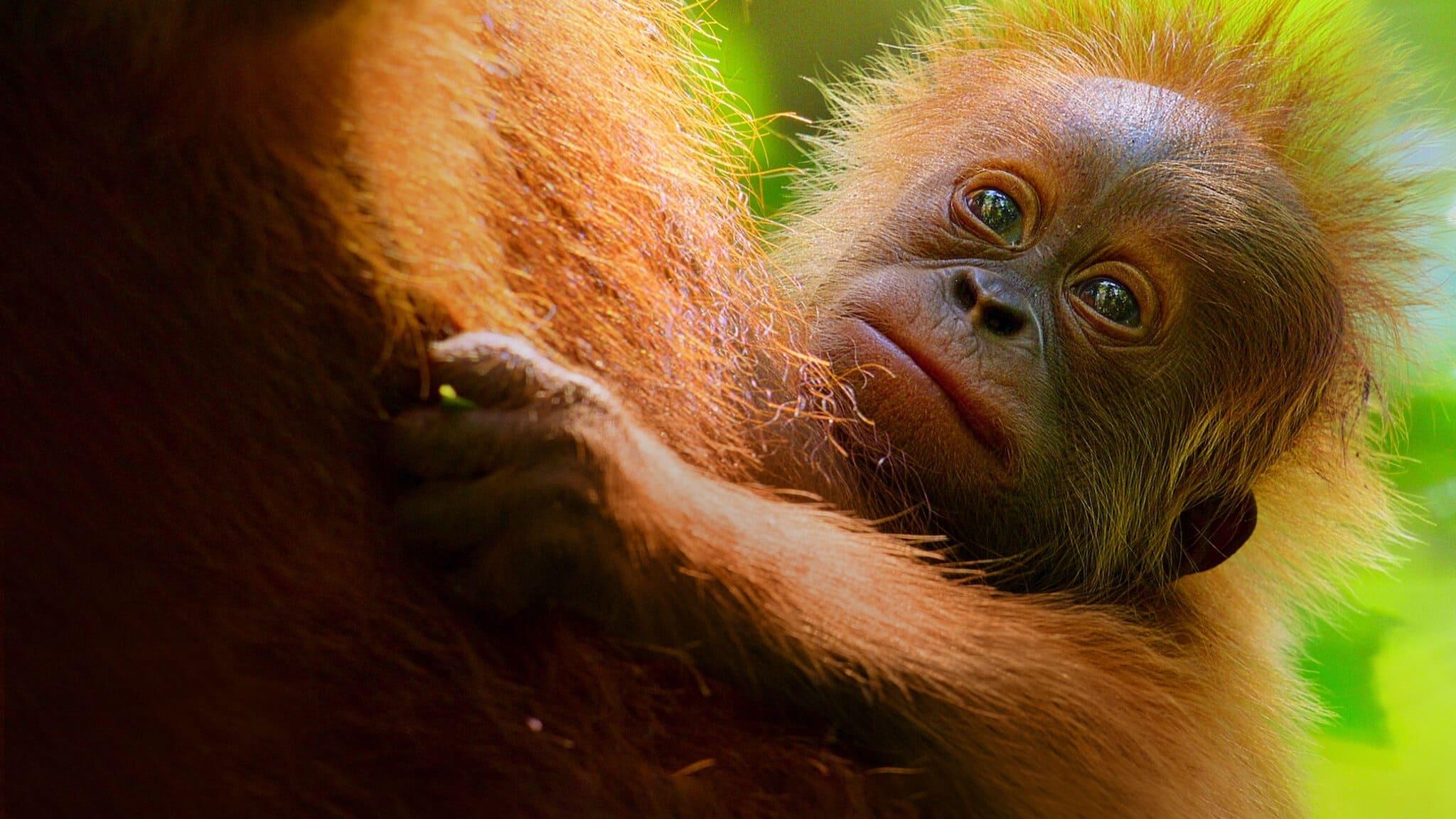 Secret Lives of Orangutans 2024 movie scene