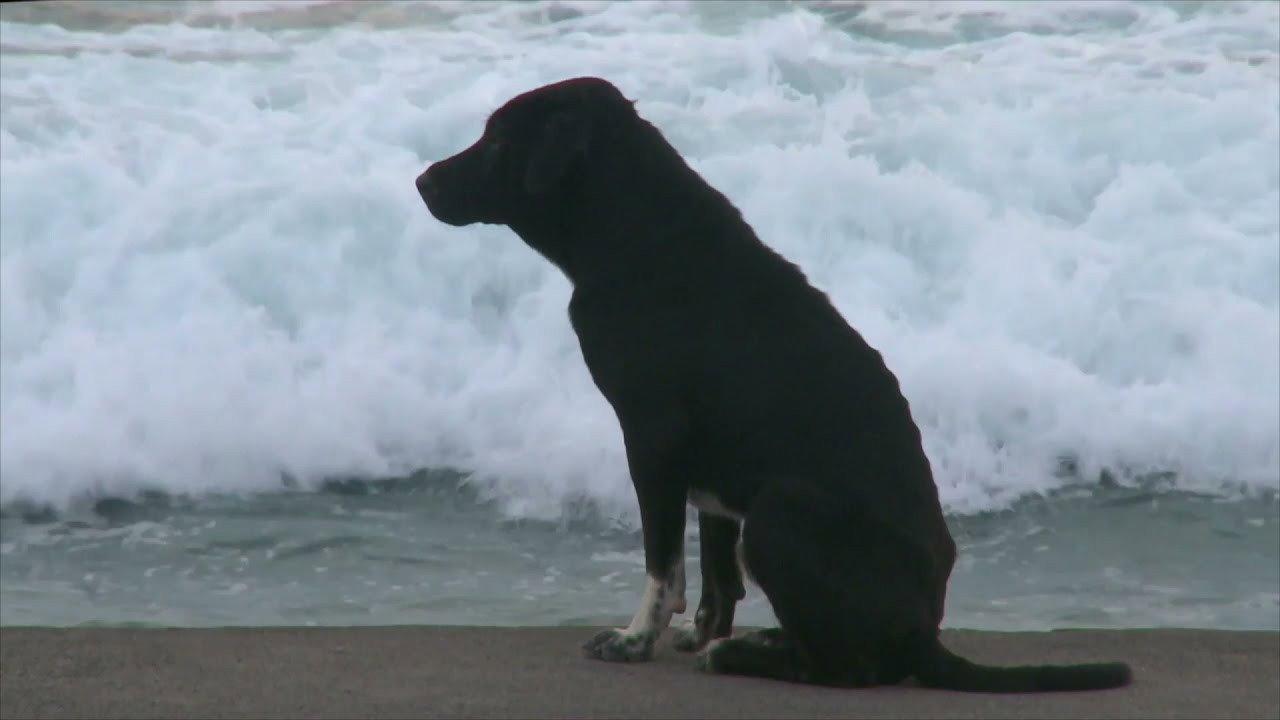 Bali: Island of the Dogs 2011 movie scene