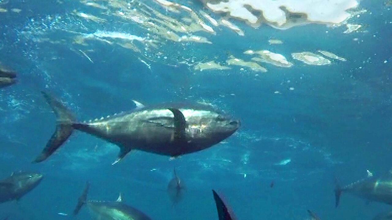 Cultivating the Seas: History and Future of the Full-Cycle Cultured Kindai Tuna 2019 movie scene