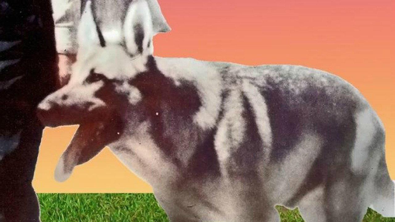 My Dog Shep 1946 movie scene