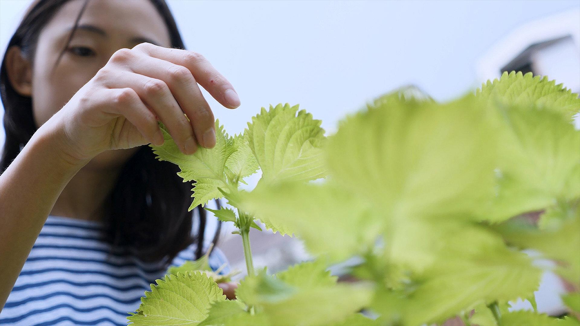 Shiso 2025 movie scene