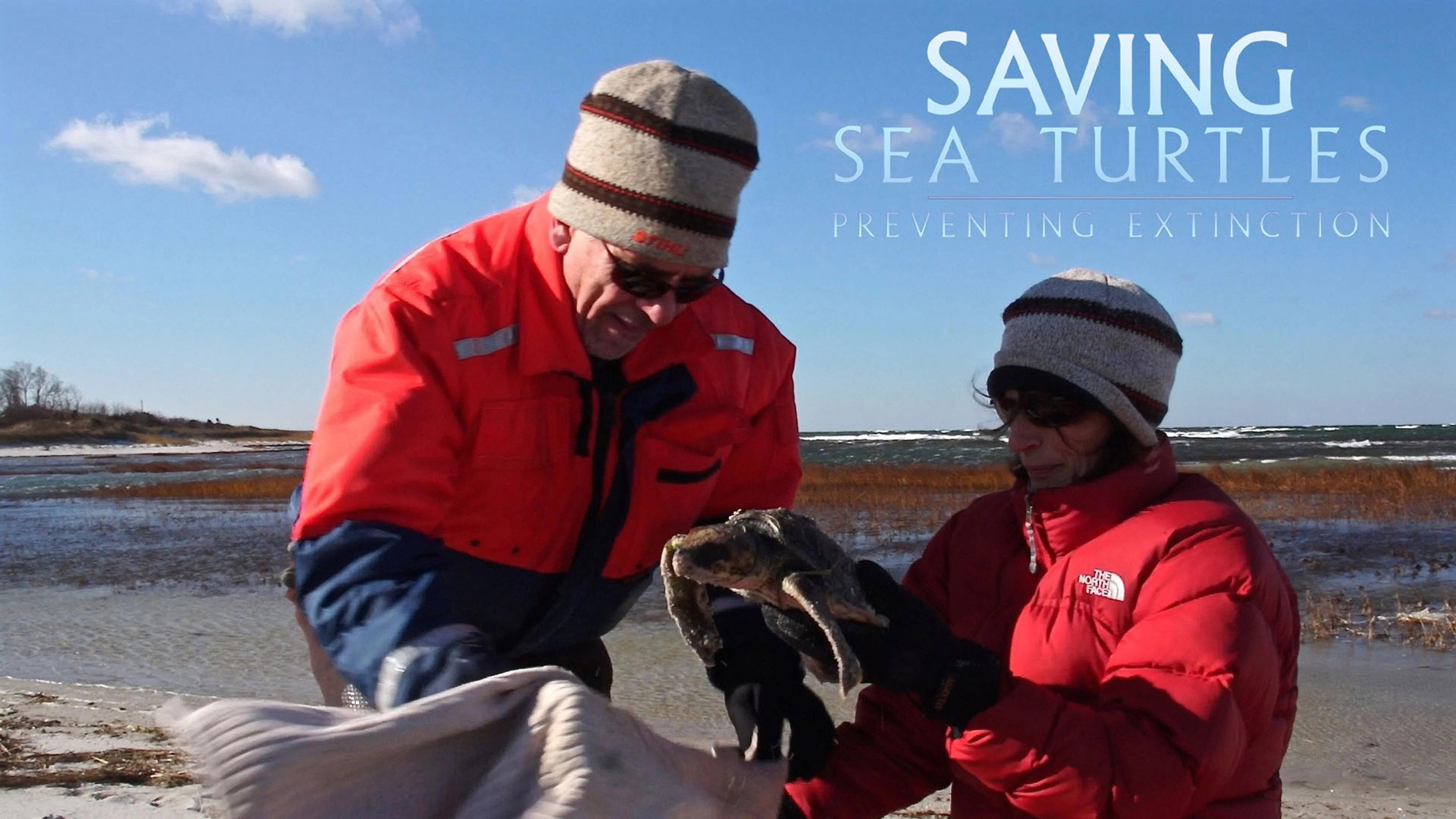 Saving Sea Turtles: Preventing Extinction  movie scene