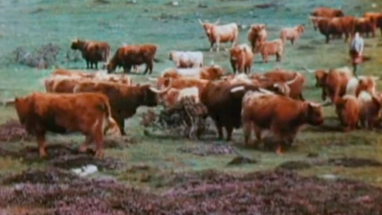 A Wee Bit of Scotland 1949 movie scene