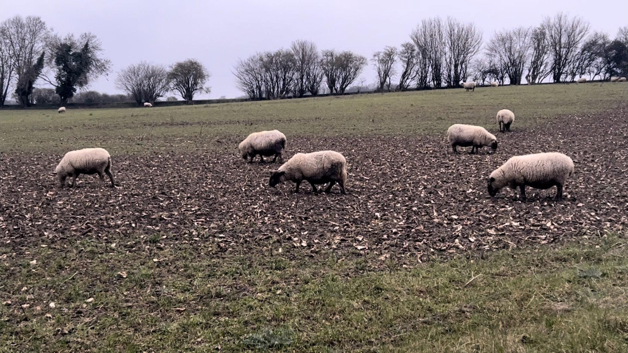 A Field of Sheep 2024 movie scene