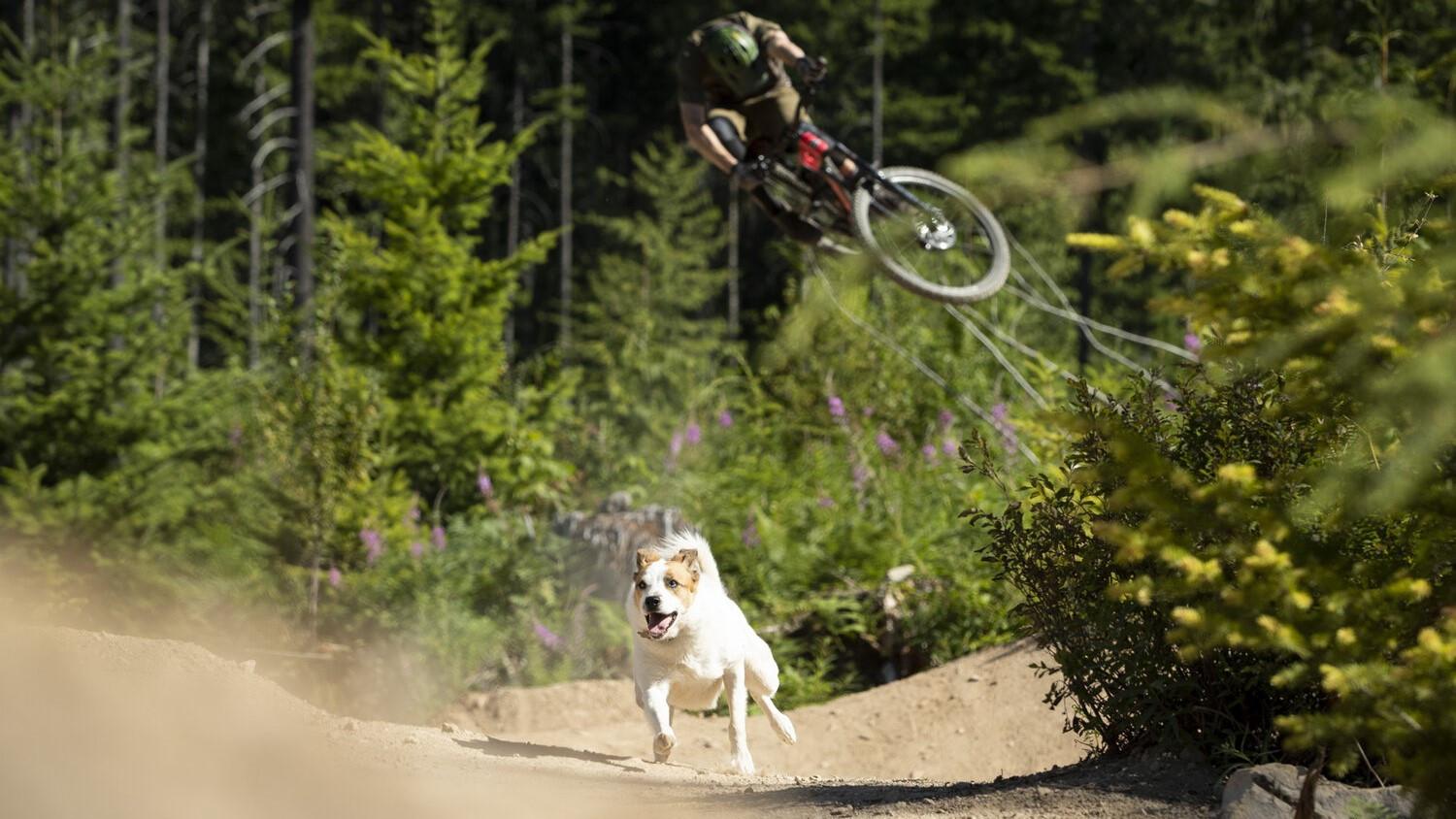 A Dog's Tale 2021 movie scene