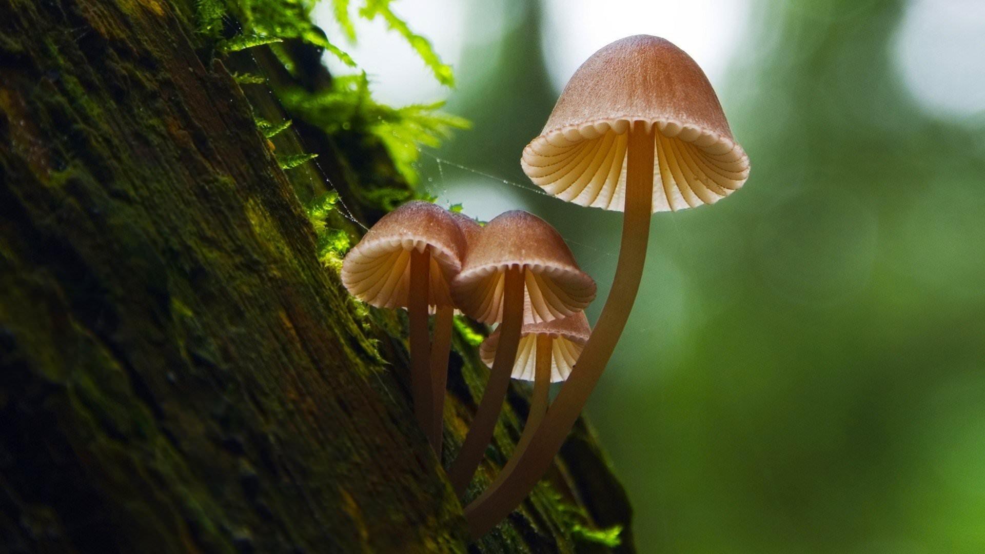 Fantastic Fungi 2019 movie scene