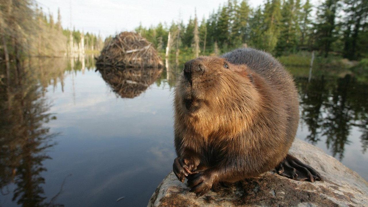 White Tuft, the Little Beaver 2008 movie scene