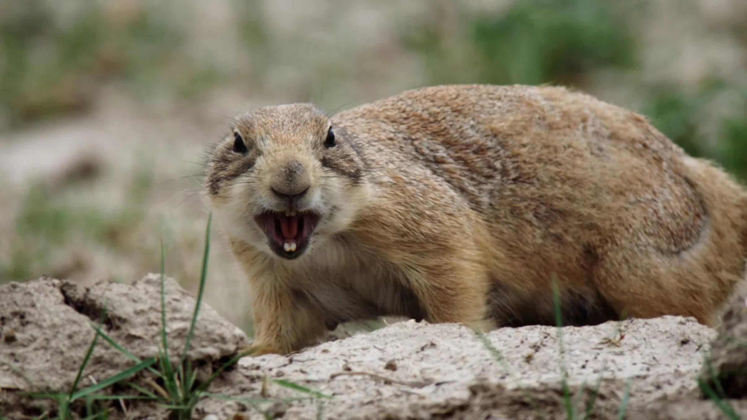 The Wild West: A Prairie Dog's Life movie scene