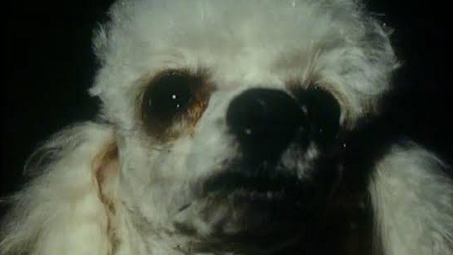 A Dog's Ransom 1978 movie scene