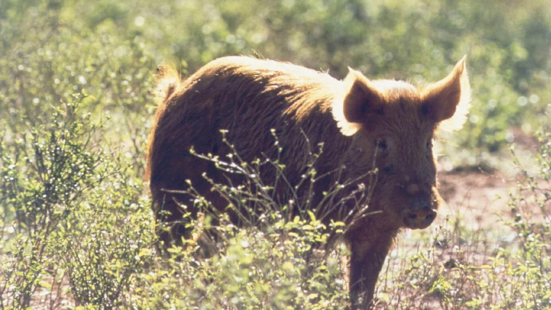 Pig Hunt 1970 movie scene