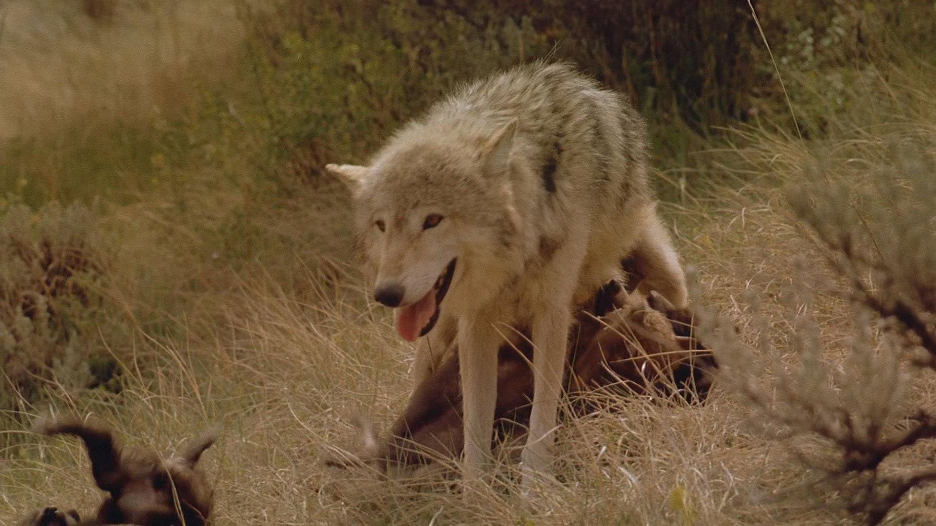 Wolves 1999 movie scene
