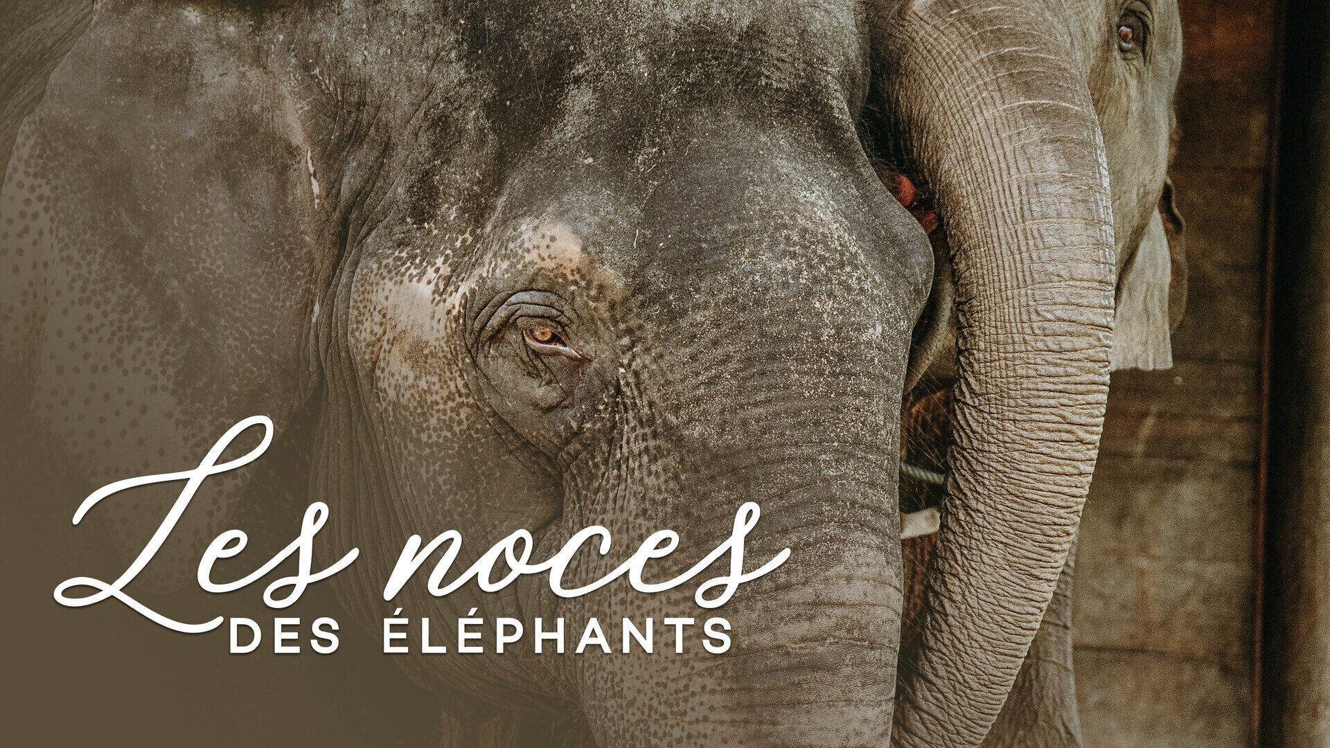 The wedding of the elephants 2014 movie scene
