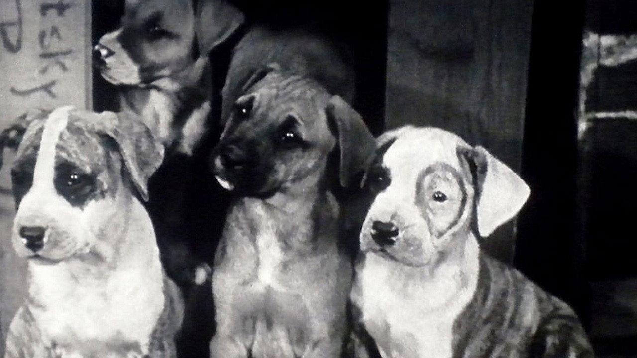Pups Is Pups 1930 movie scene
