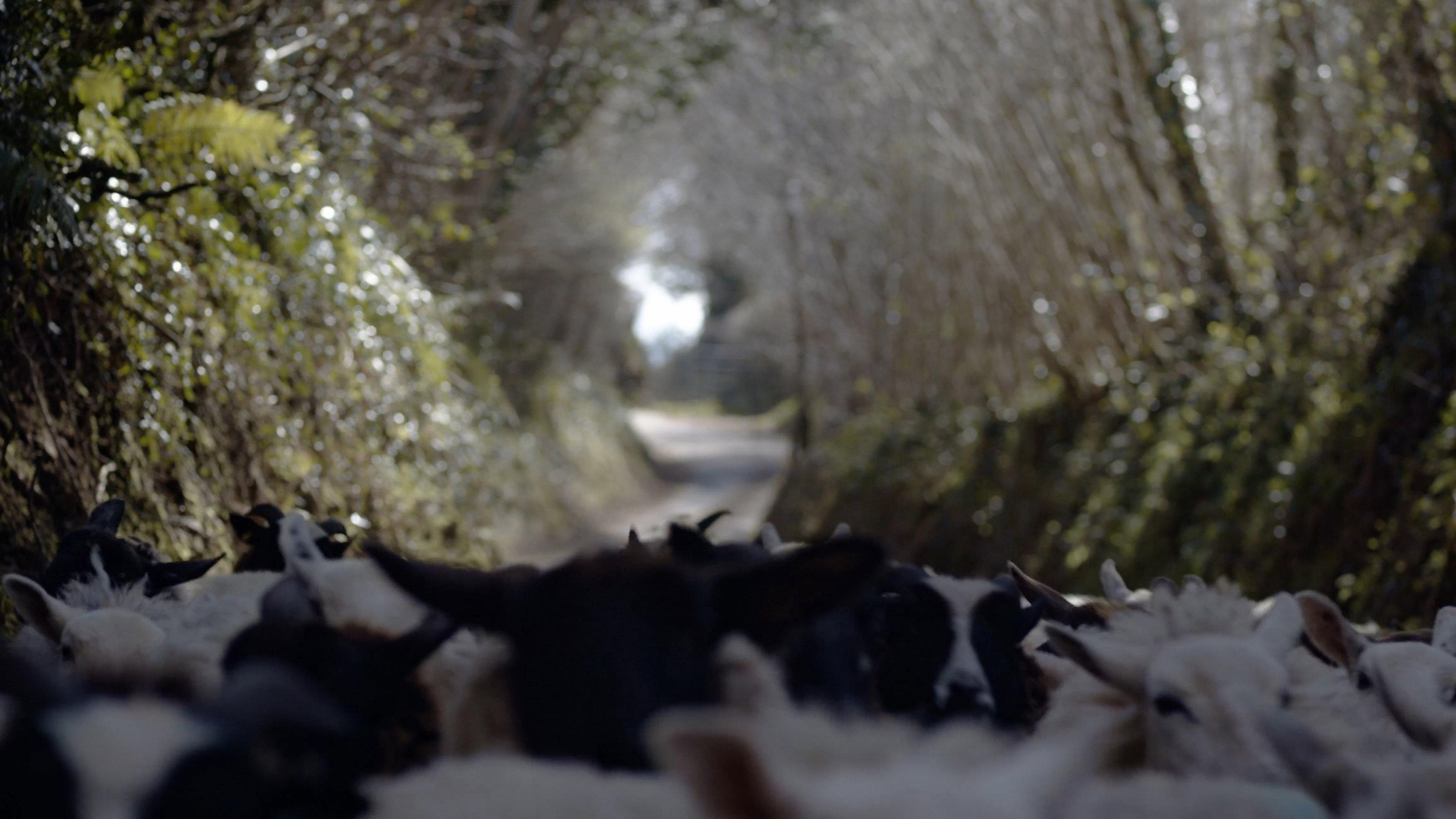 The Gentleman Farmer movie scene