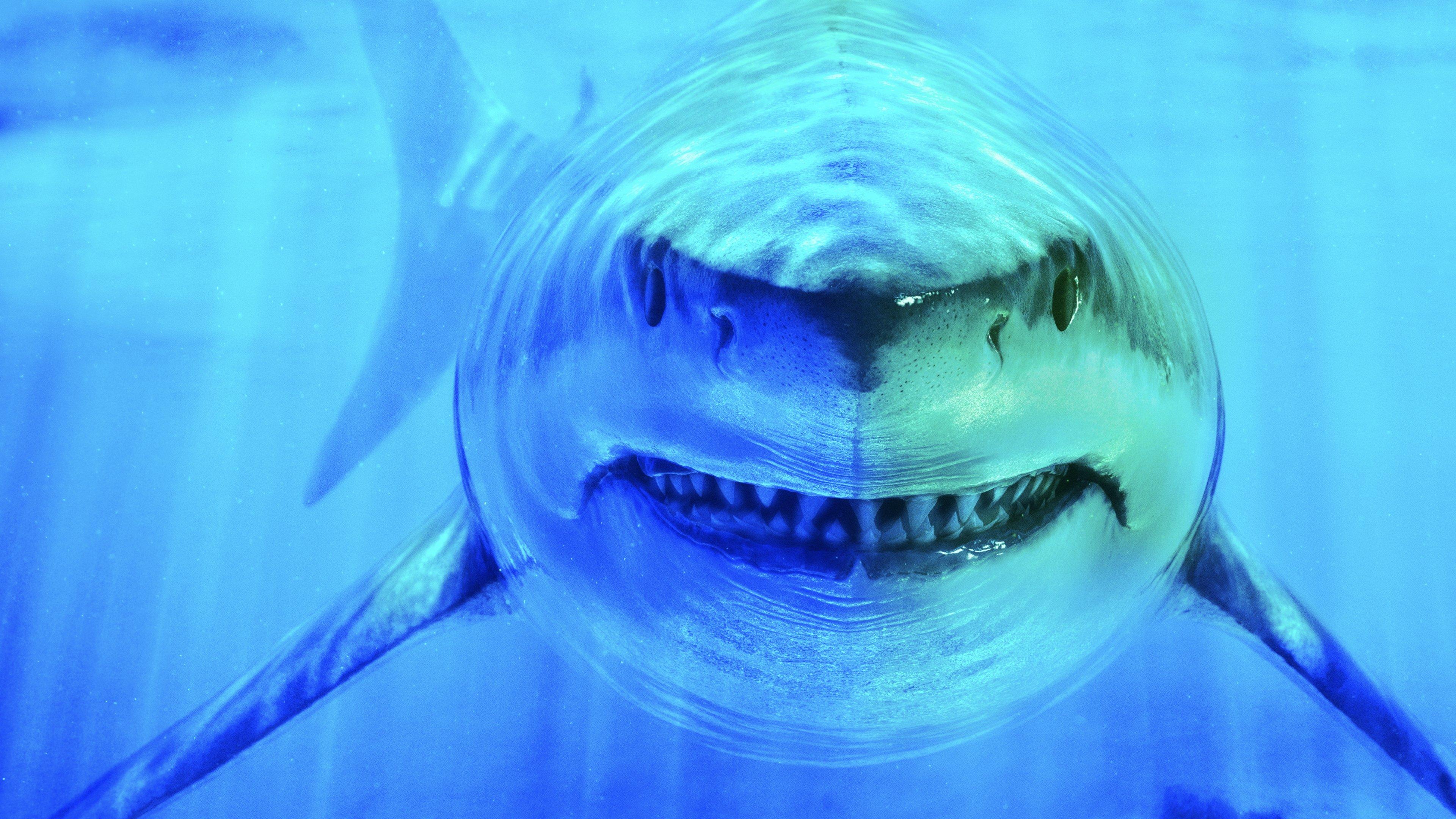 World's Biggest Great White? 2019 movie scene