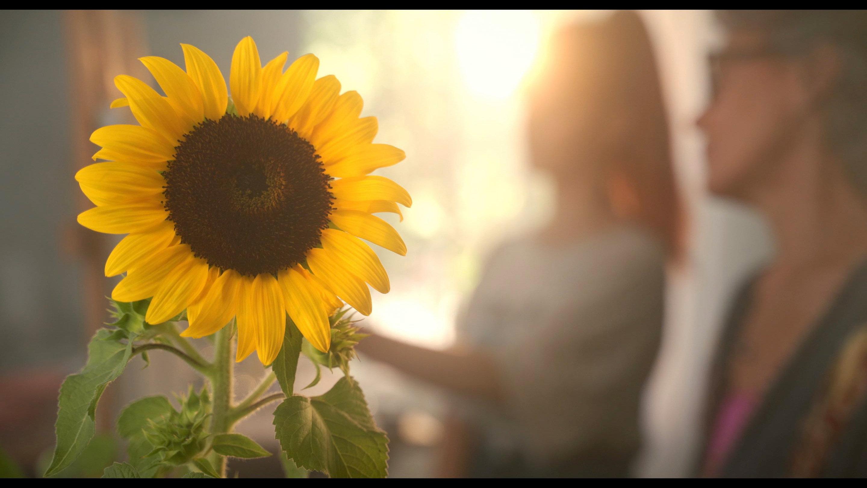 Sunflower 2021 movie scene