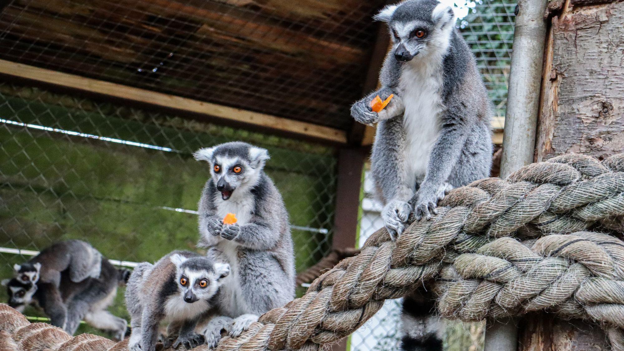 Knockhatch Animal Conservation: A Short Documentary  movie scene