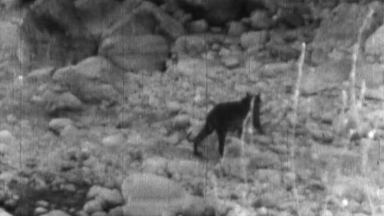 Wandering Tigers in North India 1935 movie scene