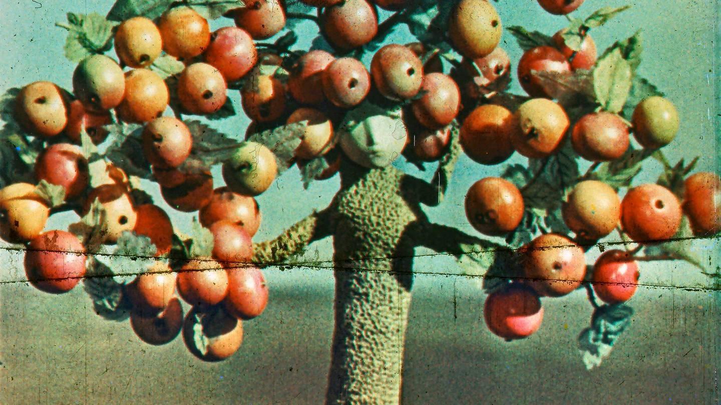 Apple Tree 1973 movie scene