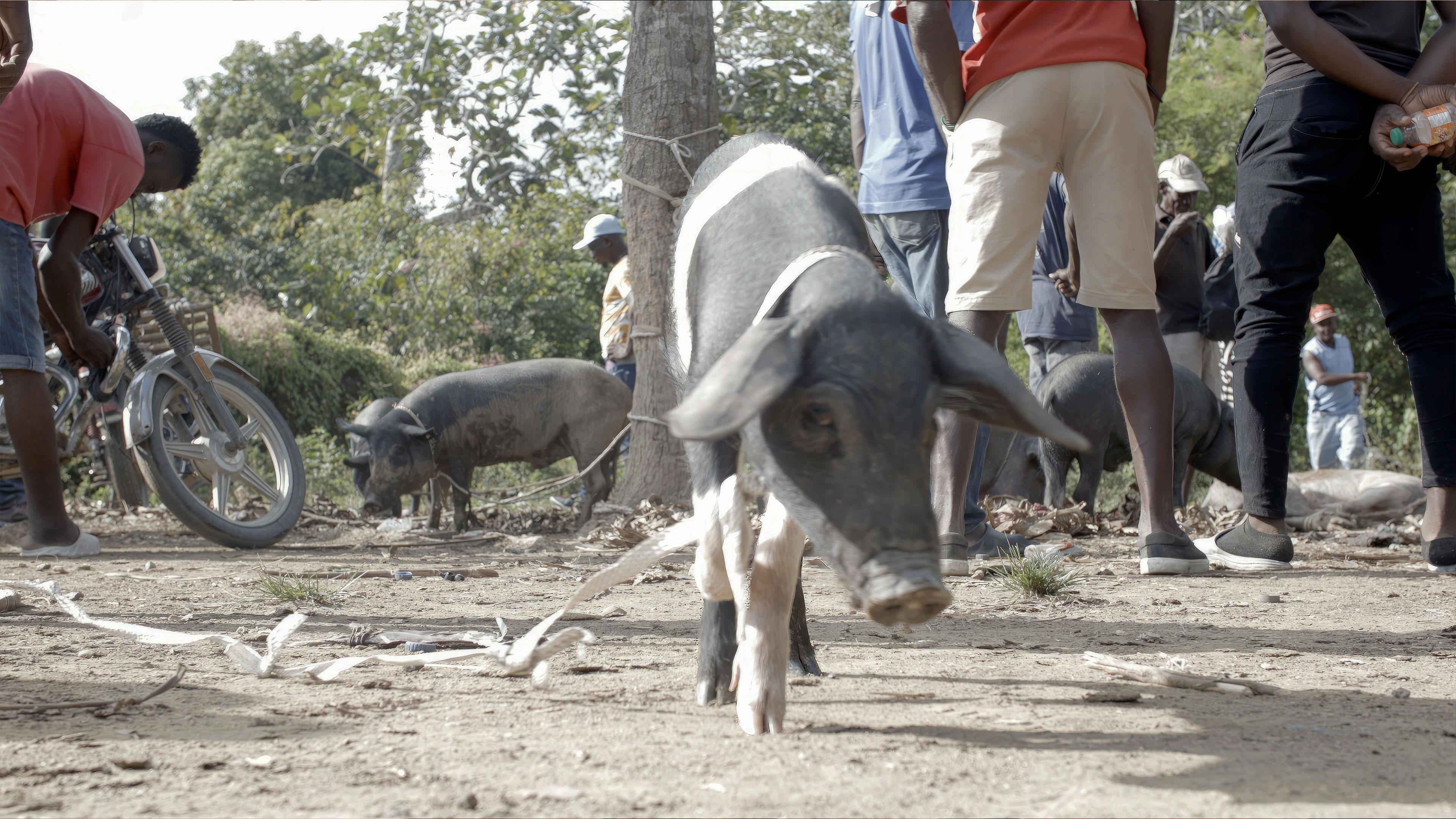 The Creole Pig: Haiti's Great Loss 2025 movie scene