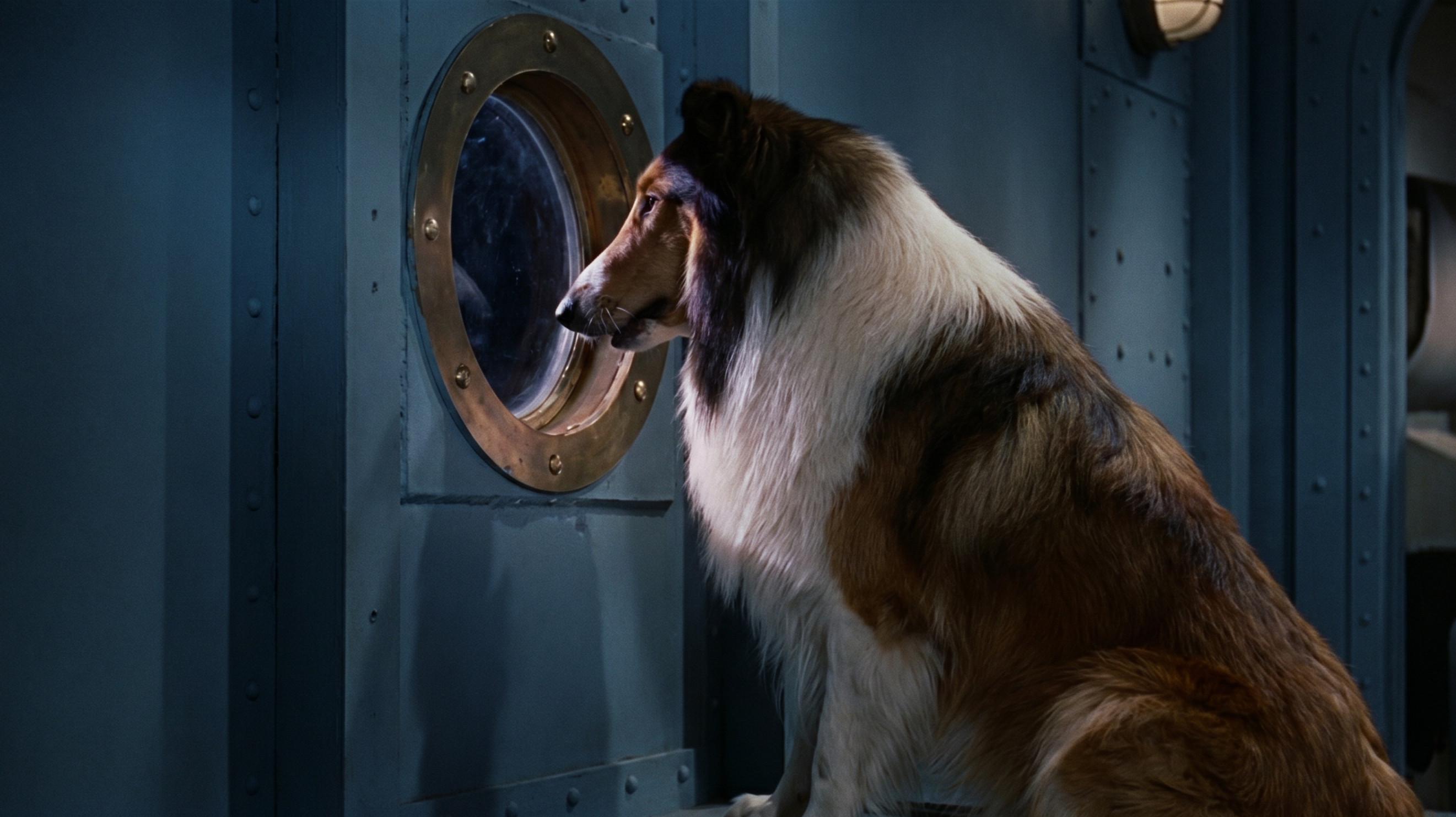 Lassie, the Voyager 1966 movie scene