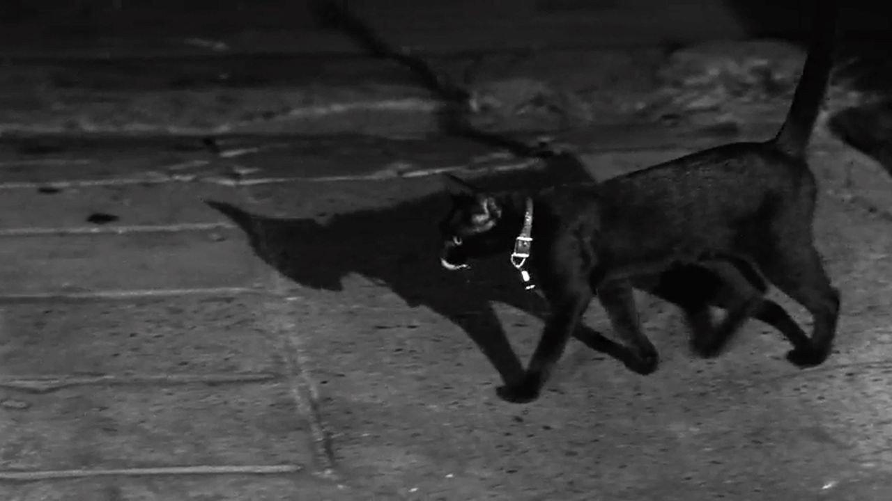 The Fat Black Pussycat 1963 movie scene