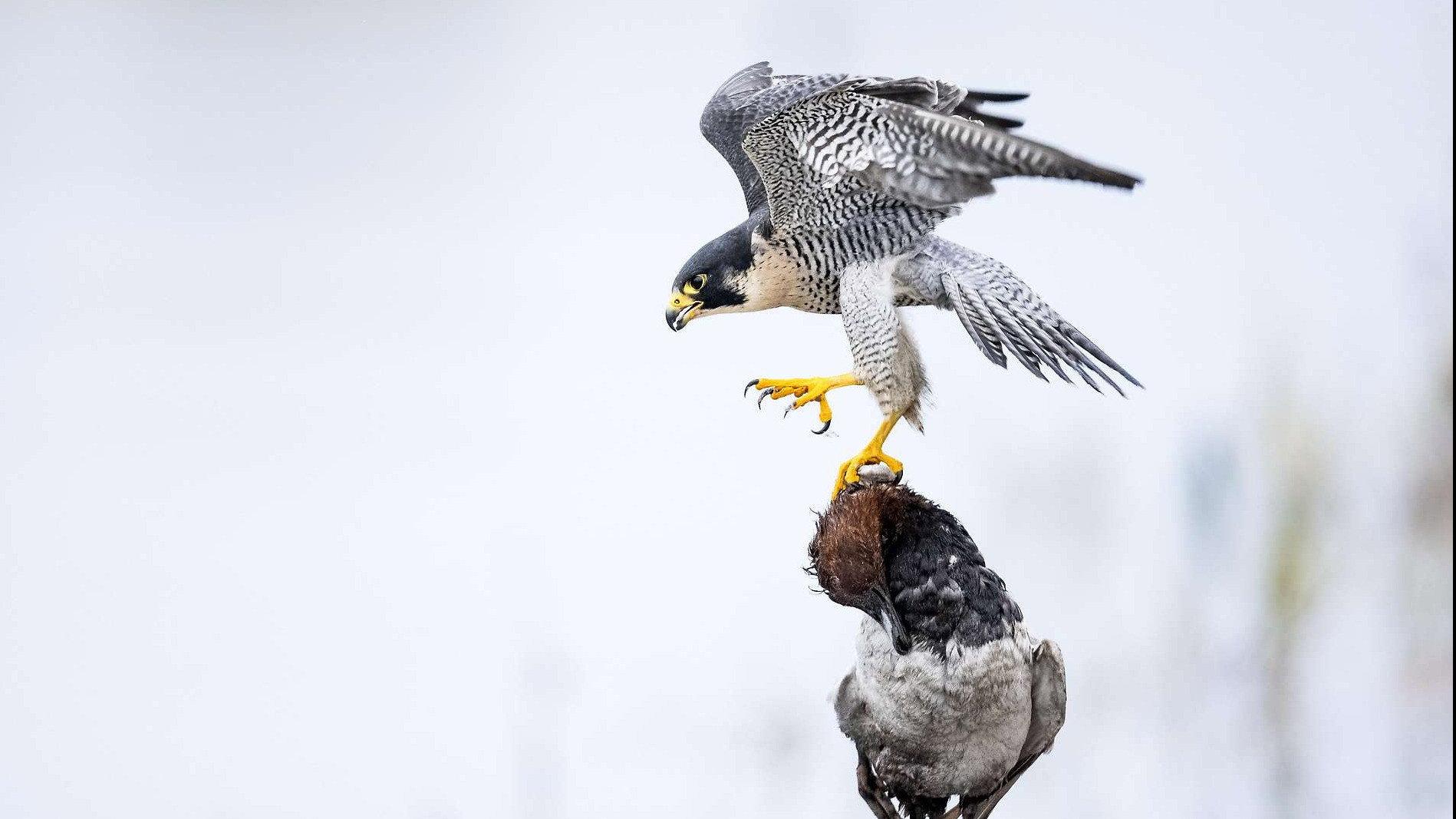Das Alpenrheintal – Wo sich die Natur neu erfindet 2025 movie scene