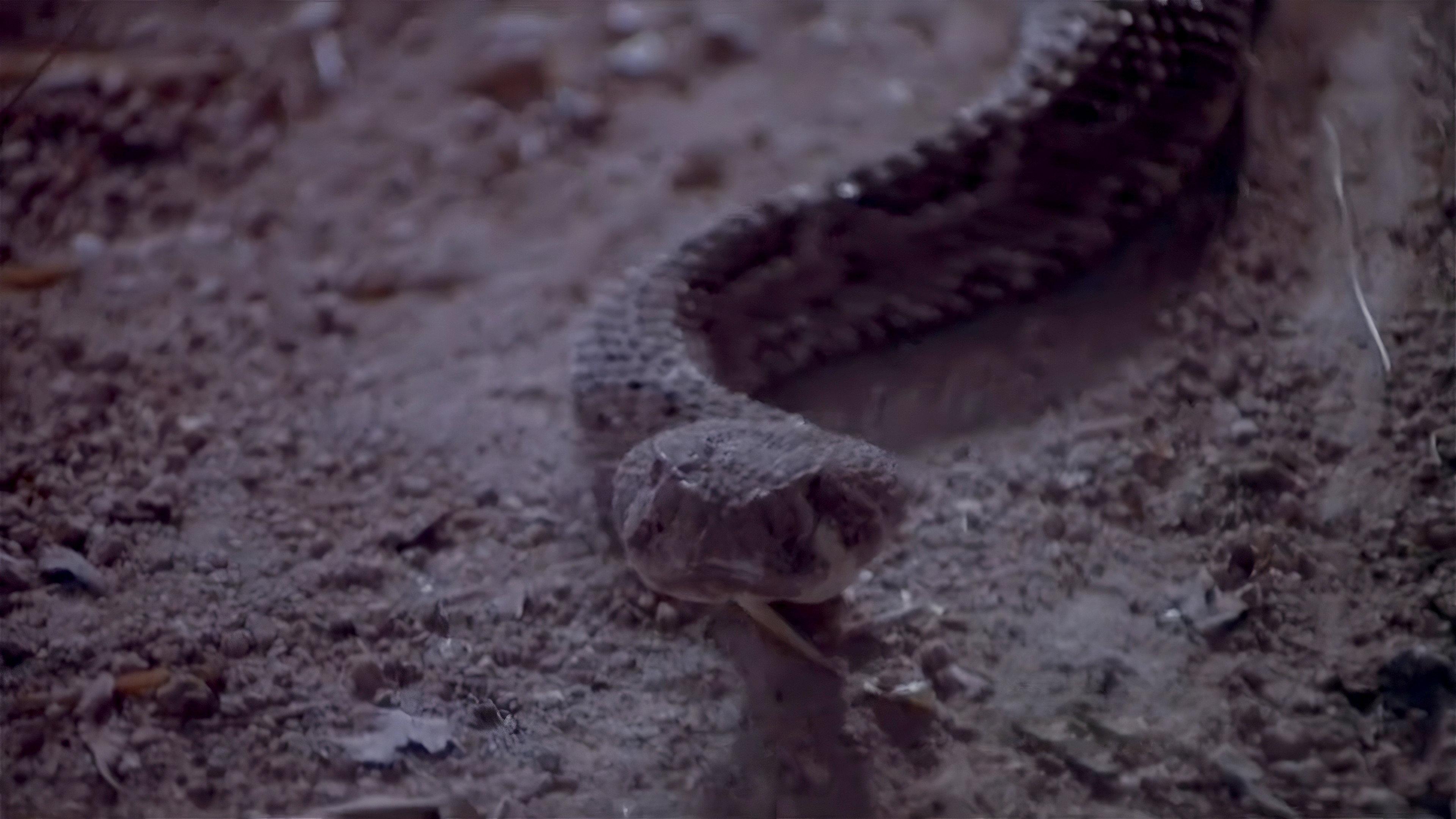 Rattlers 1976 movie scene