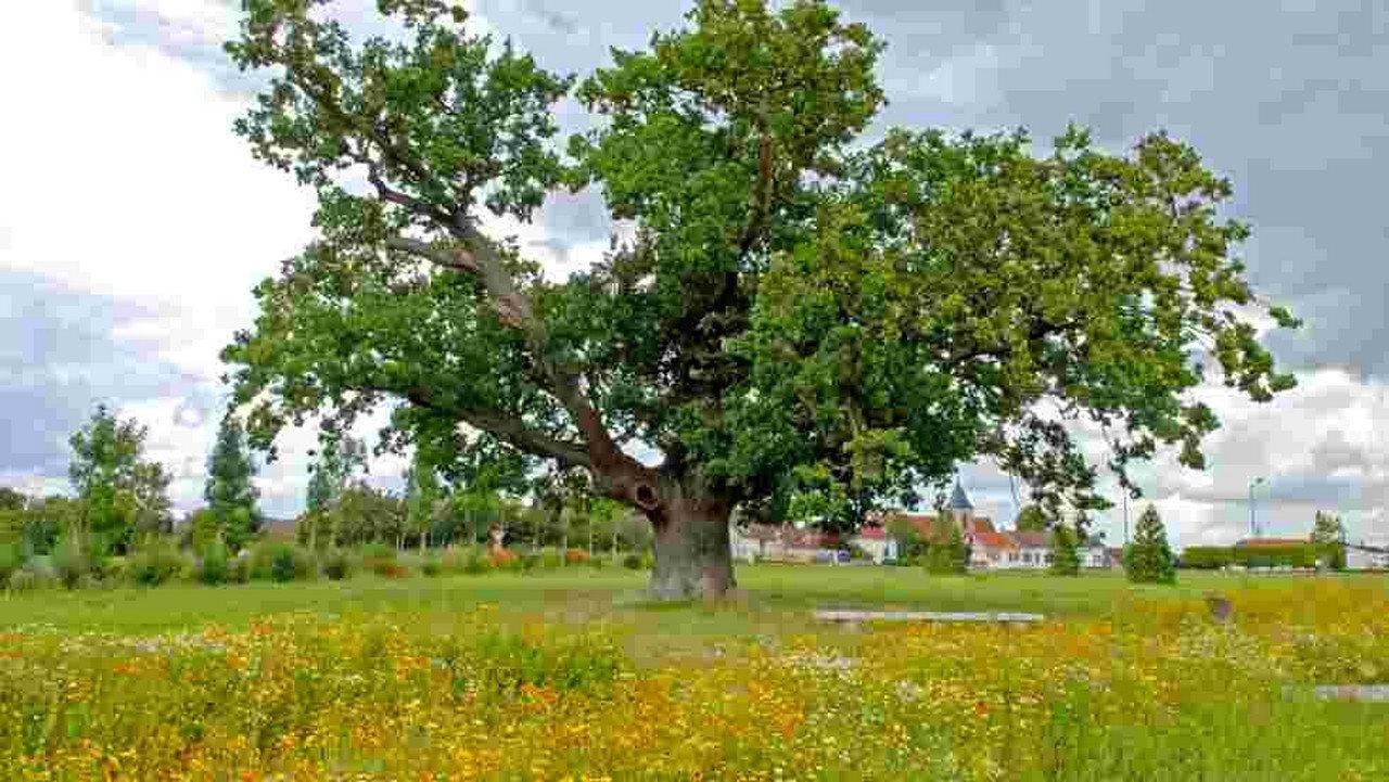 Trees, a Global Superpower 2020 movie scene