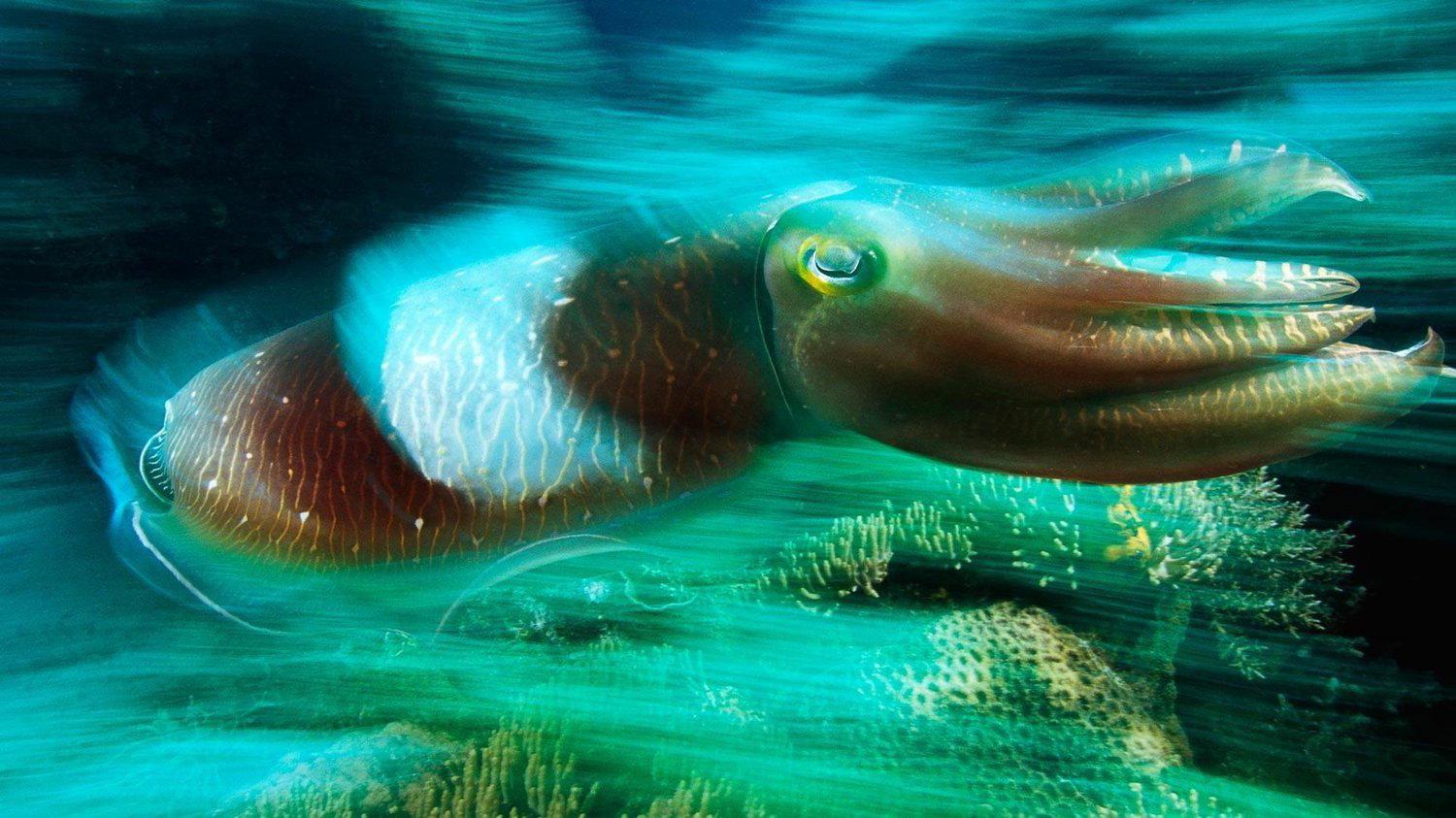 Cuttlefish: Kings of Camouflage 1997 movie scene