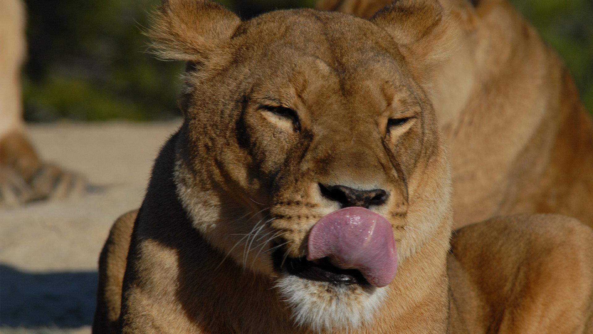 Lioness in Exile 2012 movie scene