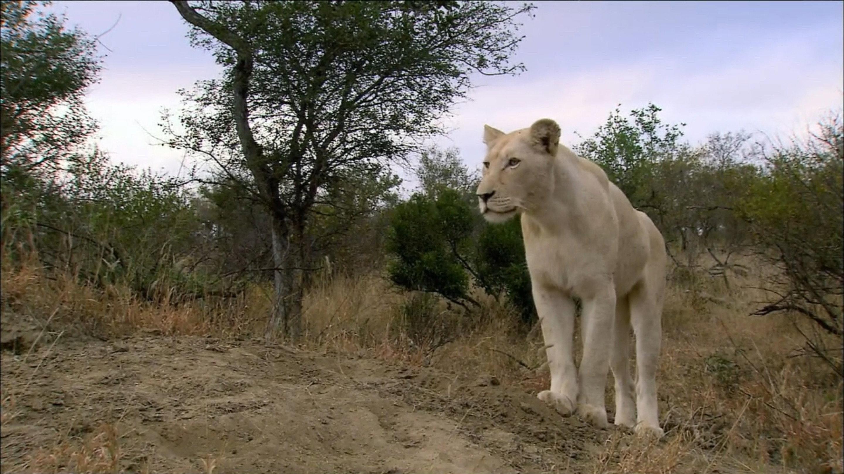 The White Lions 2012 movie scene