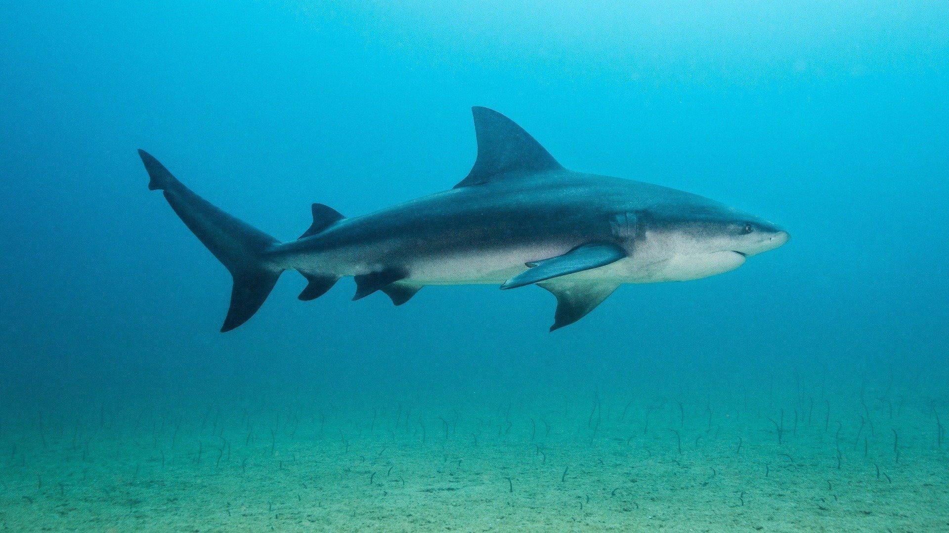 Backyard Bull Sharks 2022 movie scene