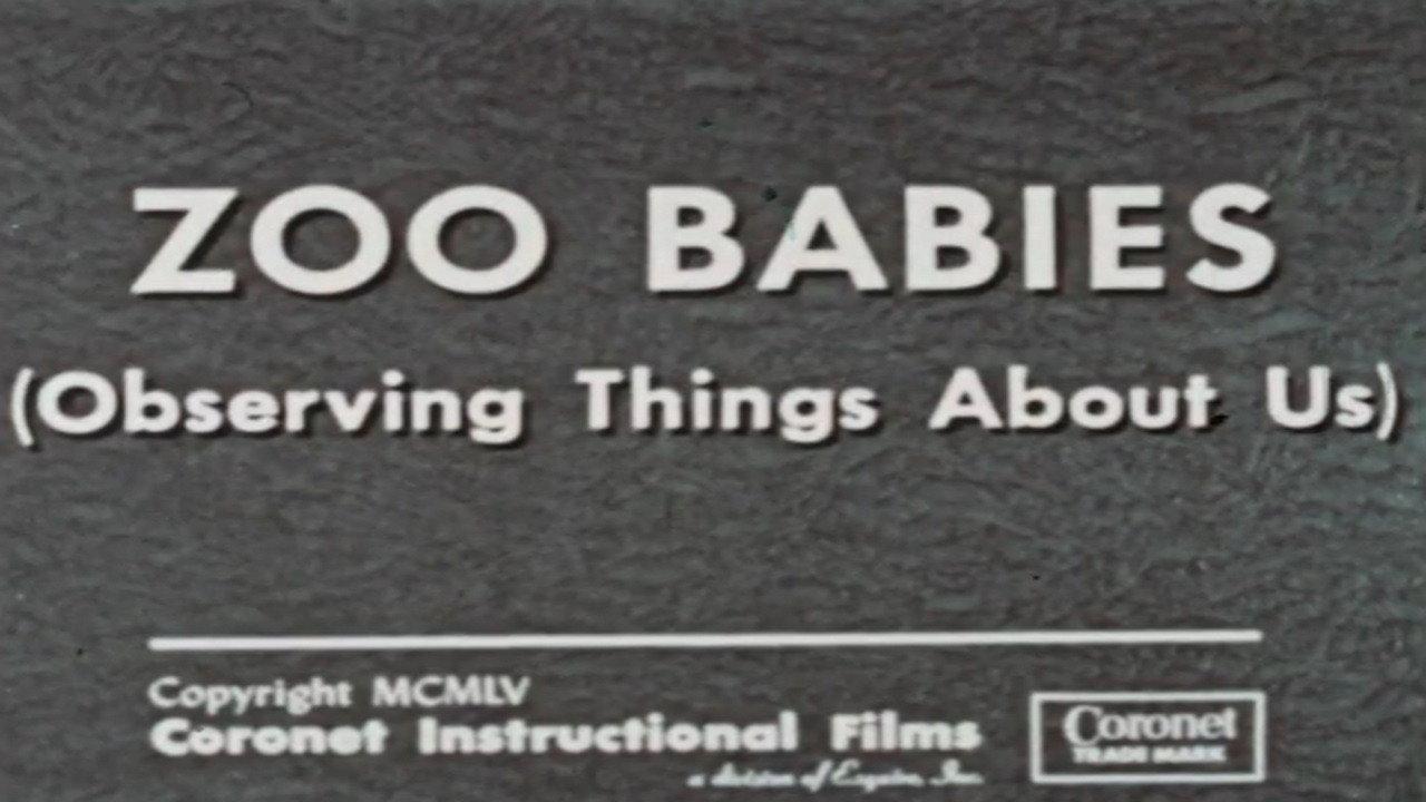 Zoo Babies (Observing Things About Us) 1955 movie scene