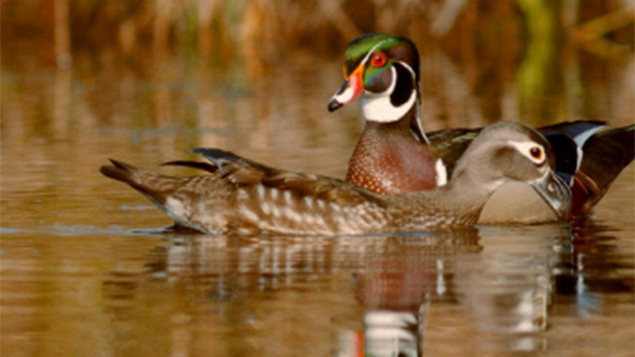 PBS Nature - An Original DUCKumentary 2012 movie scene