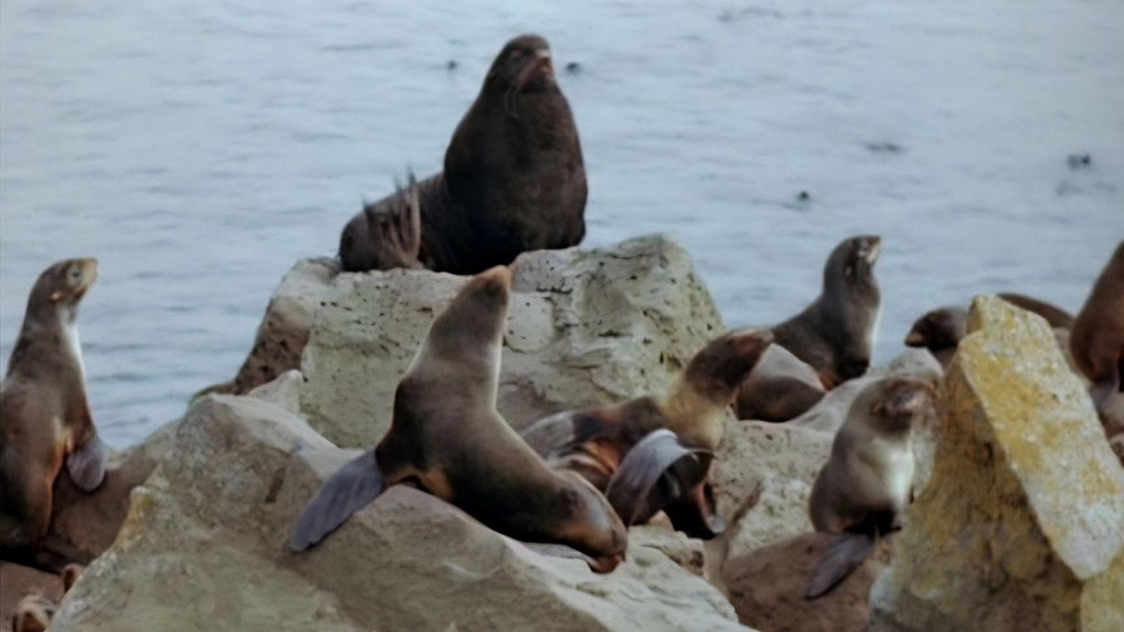 Seal Island 1948 movie scene