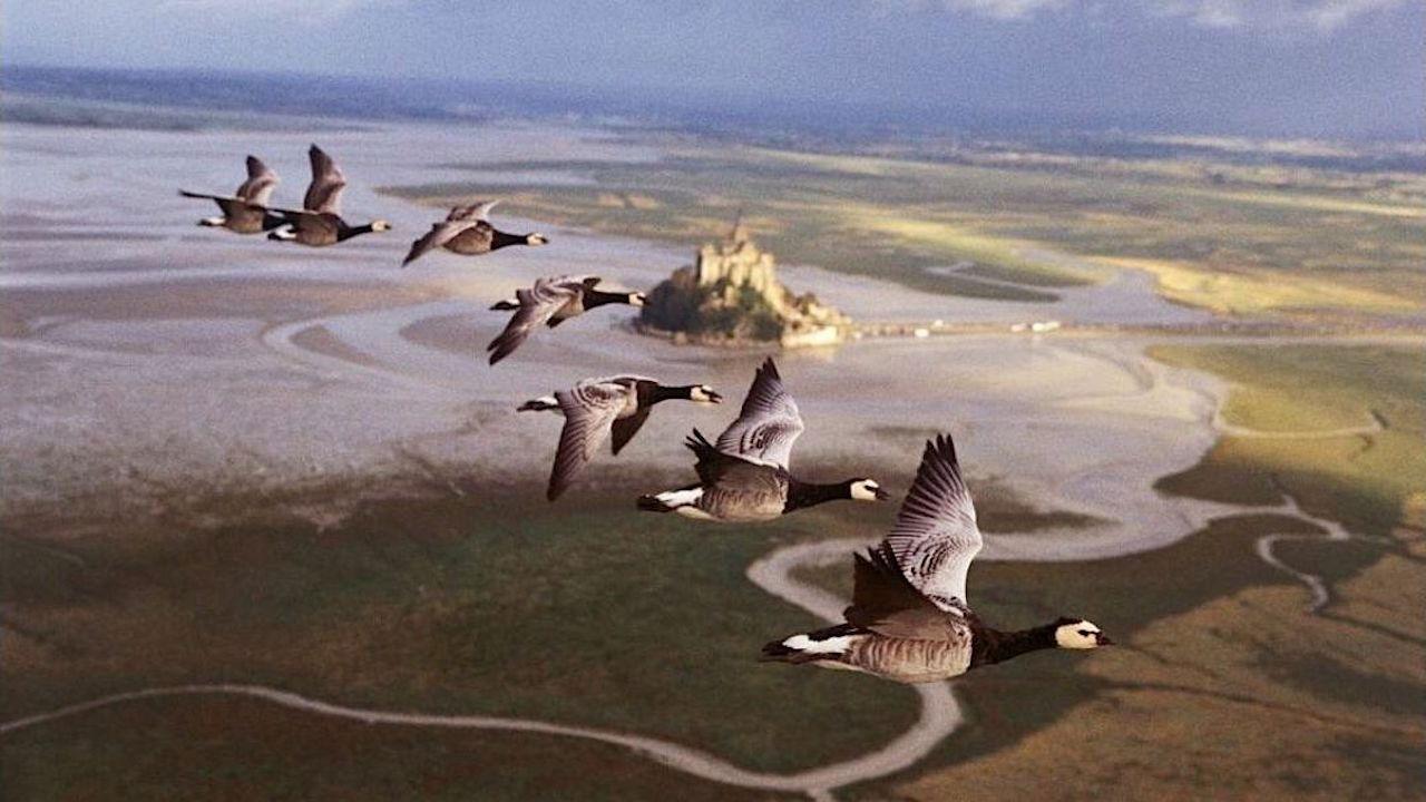 Winged Migration 2001 movie scene