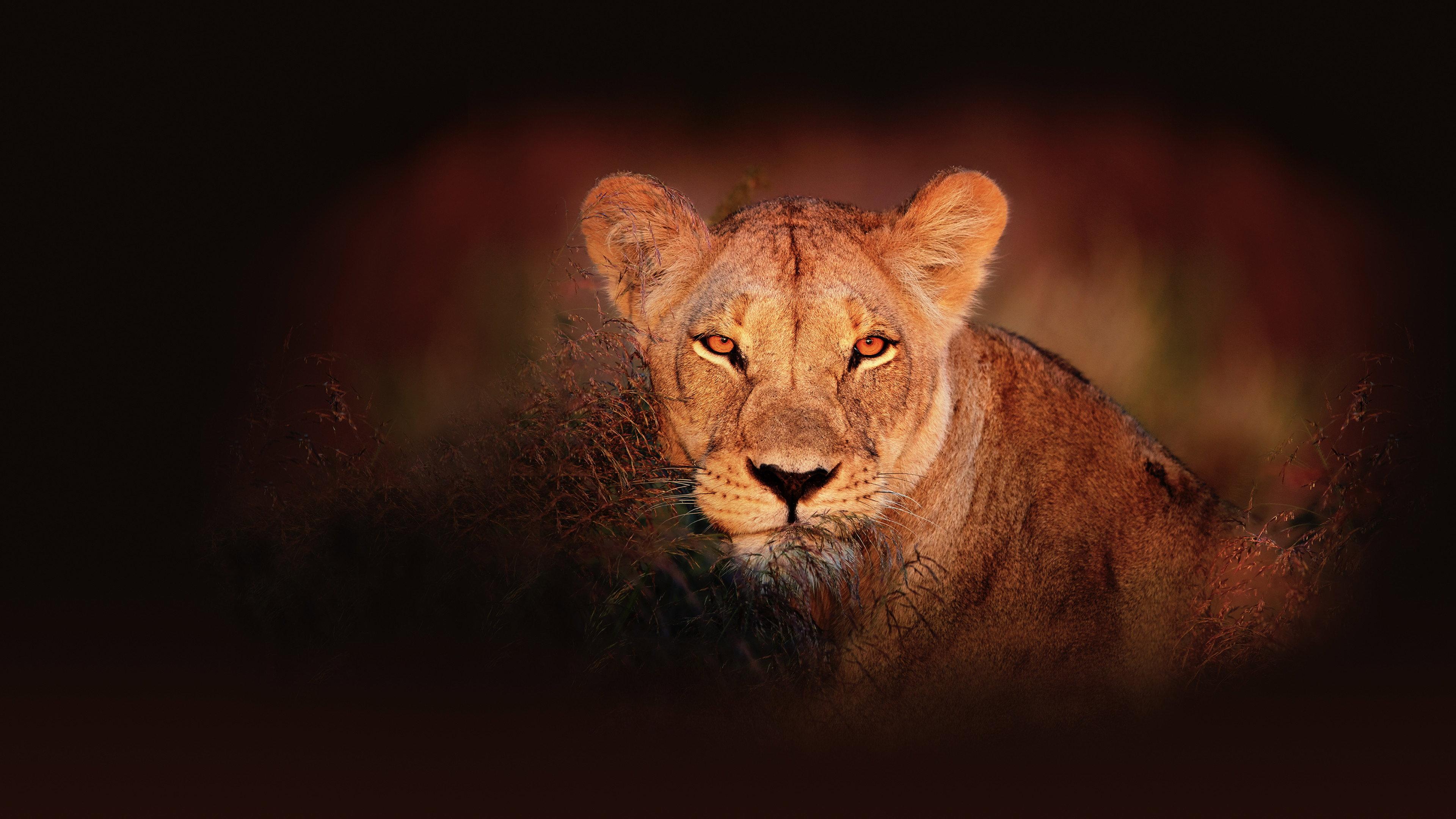 Wild Botswana 2018 movie scene