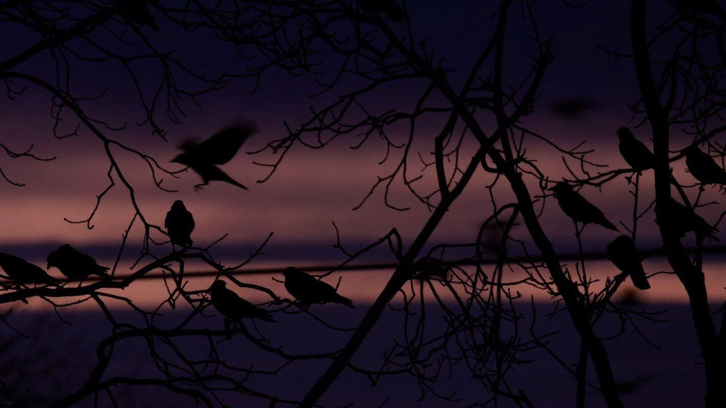 Crows - Nature Is Watching Us 2023 movie scene