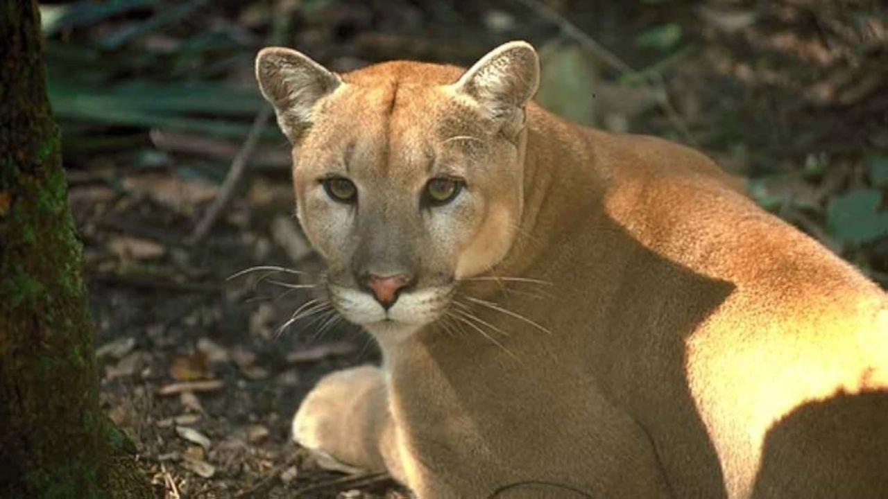 Shokee, the Everglades Panther 1974 movie scene