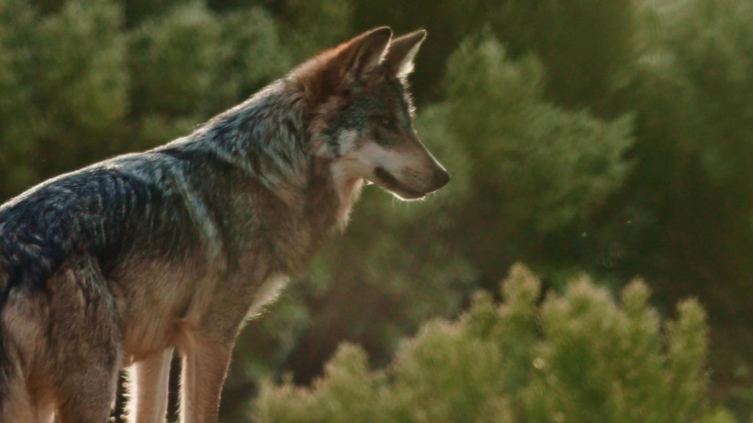 Lobo Mexicano 2020 movie scene